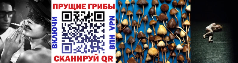 Псилоцибиновые грибы мицелий  Купить закладки  Северск 